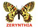Zerynthia